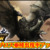 【モンハンNow】お詫び日時決定！ディアブロス亜種出現率アップ期間｜イベント日時や報酬内容まとめ最新情報【モンスターハンターナウ攻略】