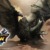 【モンハンNow】黒ディア弓10-5まで上げてあと何すんの？って思う。マウント？【まとめ速報】