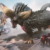 【モンハンNow】リアルイベントのモンスターは永遠に一般登場しない？？？【まとめ速報攻略】